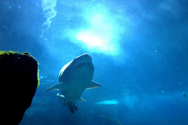 Aquarium of Gijón